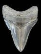 Serrated, Megalodon Tooth - Glossy Enamel #38741-1